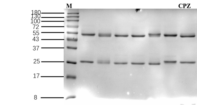 Chlorpromazine Antibody in SDS-PAGE (SDS-PAGE)