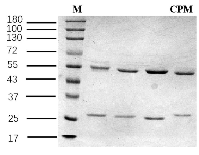 Chlorpheniramine Antibody in SDS-PAGE (SDS-PAGE)