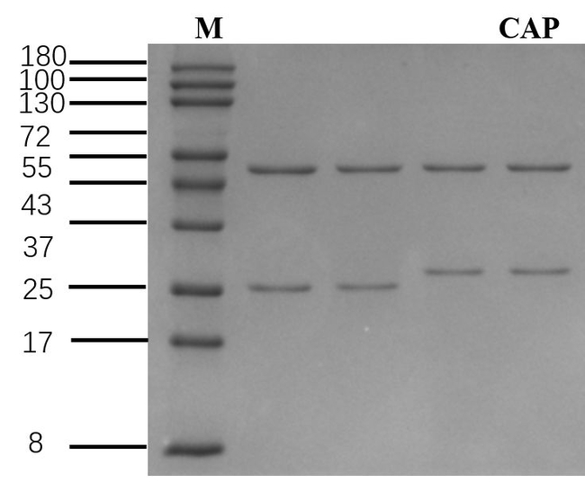 Chloromycetin Antibody in SDS-PAGE (SDS-PAGE)