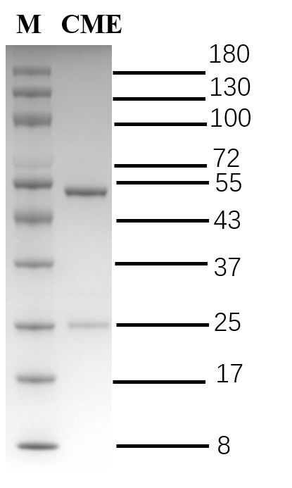 Chlorimuron-ethyl Antibody in SDS-PAGE (SDS-PAGE)