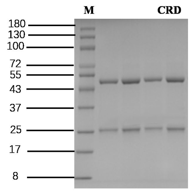 Chloridazon Antibody in SDS-PAGE (SDS-PAGE)
