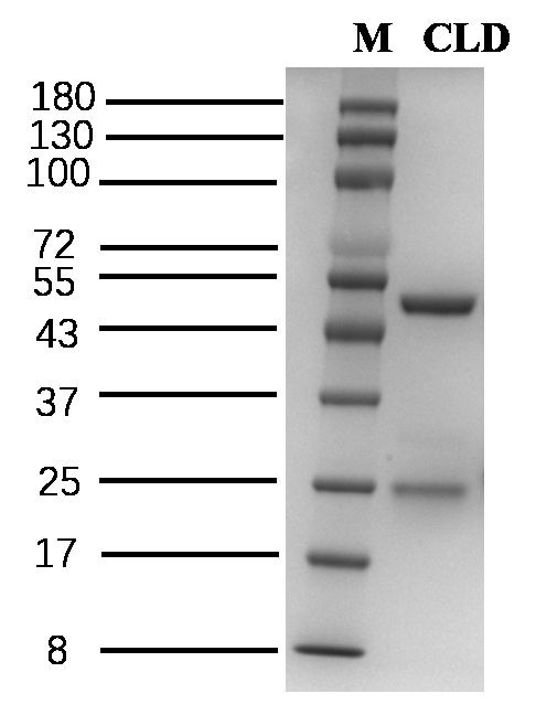 Chlordecone Antibody in SDS-PAGE (SDS-PAGE)