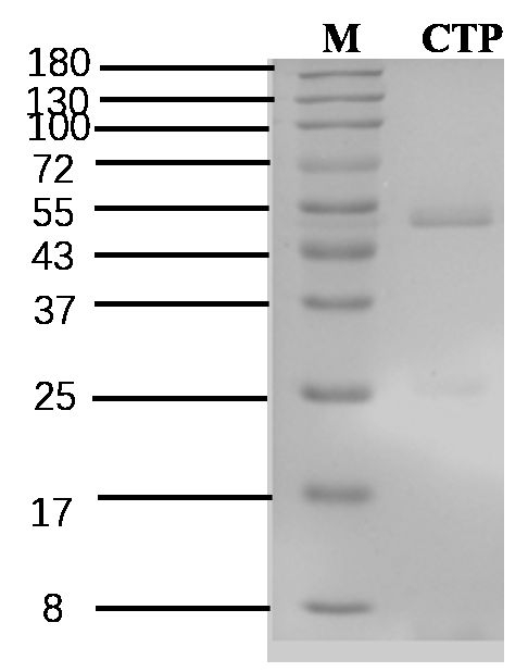 Chlorantraniliprole Antibody in SDS-PAGE (SDS-PAGE)