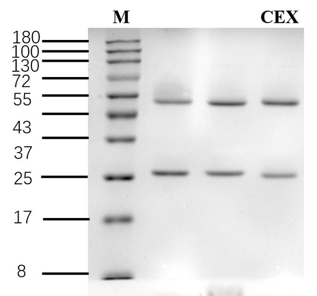 Cephalexin Antibody in SDS-PAGE (SDS-PAGE)
