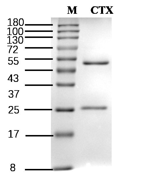 Ceftriaxone Antibody in SDS-PAGE (SDS-PAGE)