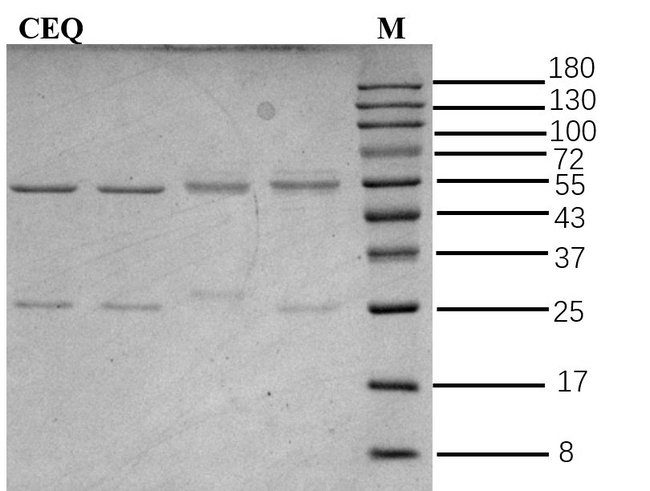 Cefquinome Antibody in SDS-PAGE (SDS-PAGE)