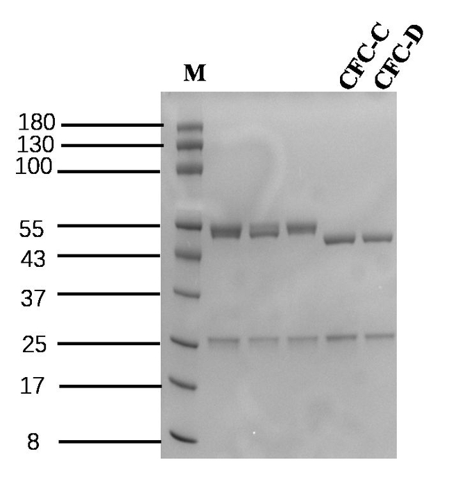 Casein Antibody in SDS-PAGE (SDS-PAGE)