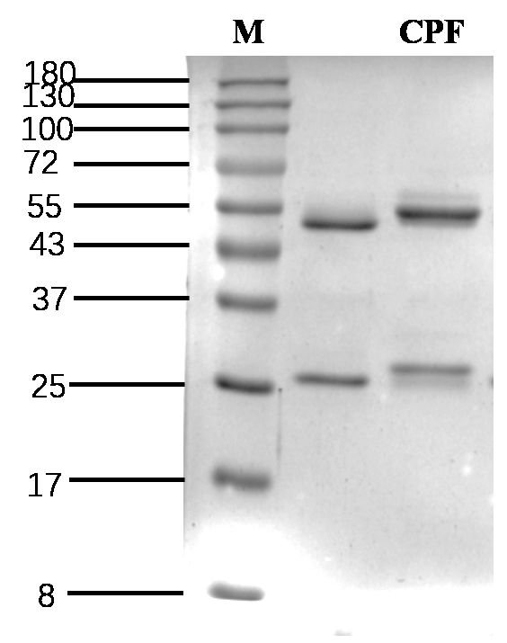 Carprofen Antibody in SDS-PAGE (SDS-PAGE)