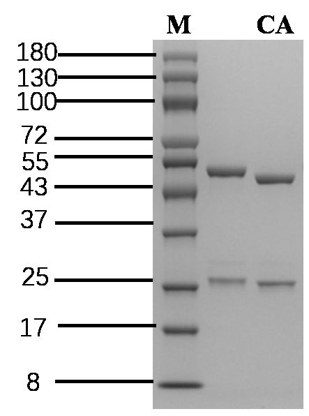 Carnosic acid Antibody in SDS-PAGE (SDS-PAGE)