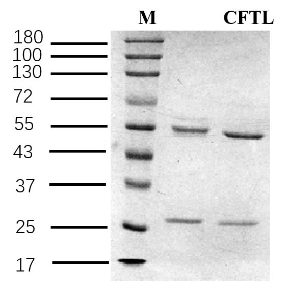 Carfentanil Antibody in SDS-PAGE (SDS-PAGE)