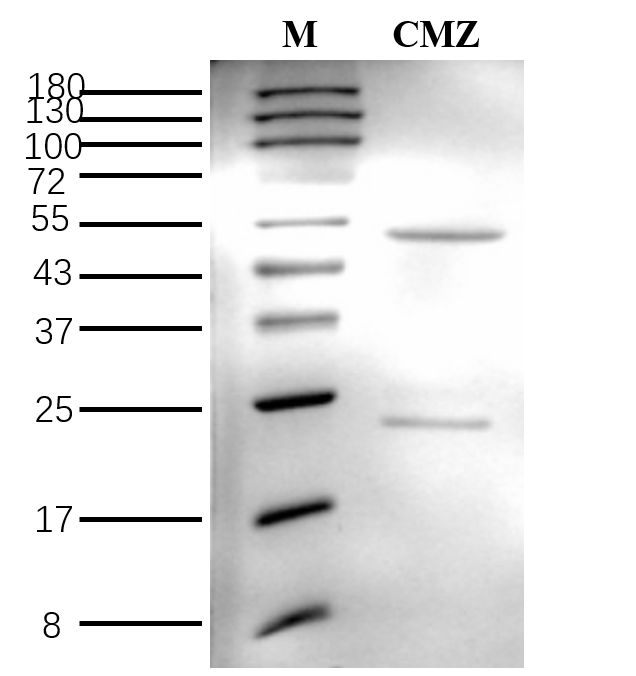 Carbamazepine Antibody in SDS-PAGE (SDS-PAGE)