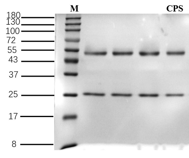 Capsaicin Antibody in SDS-PAGE (SDS-PAGE)