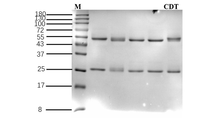 Candesartan Antibody in SDS-PAGE (SDS-PAGE)