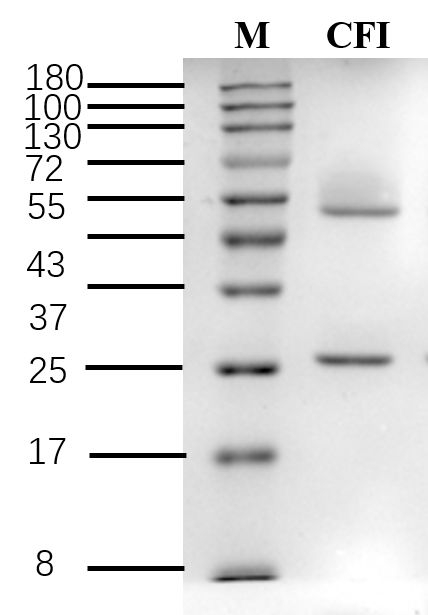 Caffein Antibody in SDS-PAGE (SDS-PAGE)