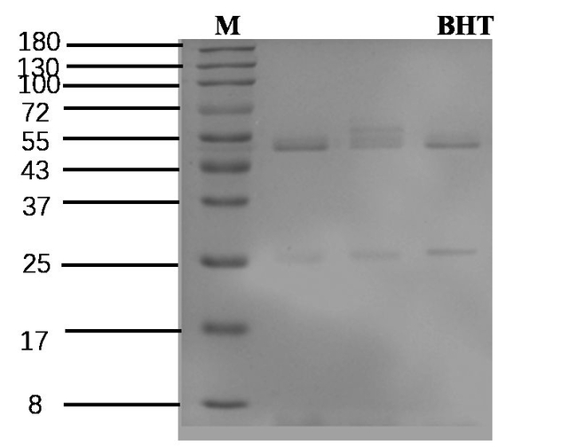 Butylated Antibody in SDS-PAGE (SDS-PAGE)
