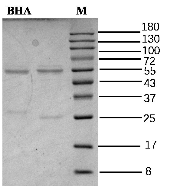 Butyl hydroxyanisole Antibody in SDS-PAGE (SDS-PAGE)