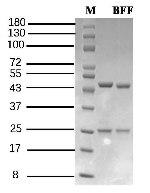 Butafosfan Antibody in SDS-PAGE (SDS-PAGE)