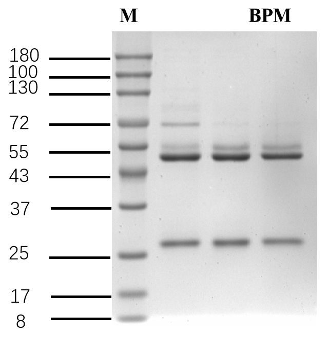 Bupirimate Antibody in SDS-PAGE (SDS-PAGE)