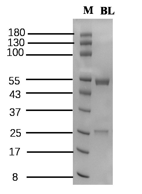 Bromobuterol Antibody in SDS-PAGE (SDS-PAGE)