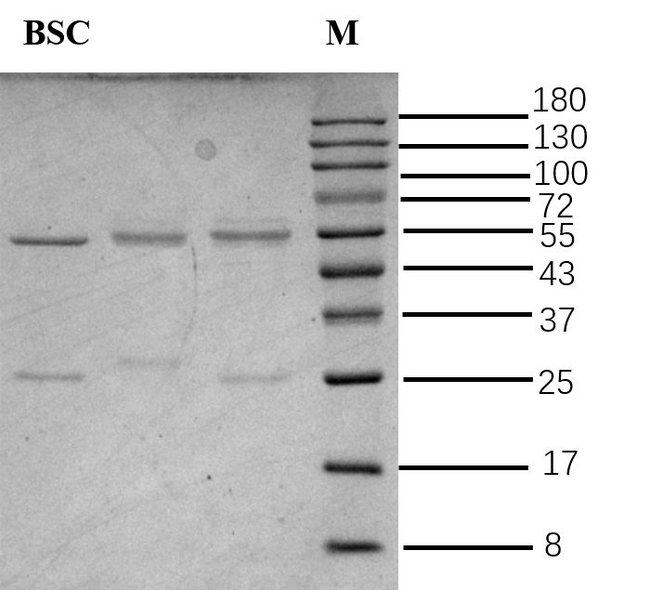 Boscalid Antibody in SDS-PAGE (SDS-PAGE)