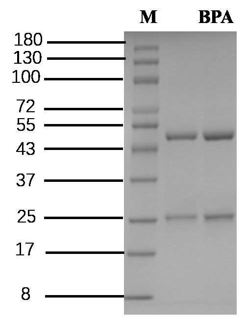 Bisphenol A Antibody in SDS-PAGE (SDS-PAGE)