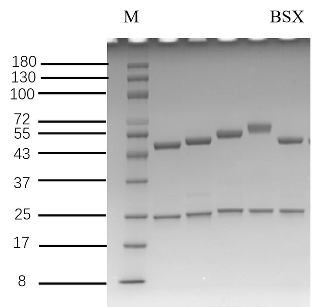 Bisoxatin Antibody in SDS-PAGE (SDS-PAGE)