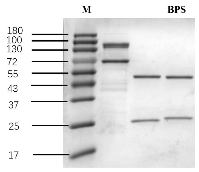 Bis(4-hydroxyphenyl) Sulfone Antibody in SDS-PAGE (SDS-PAGE)
