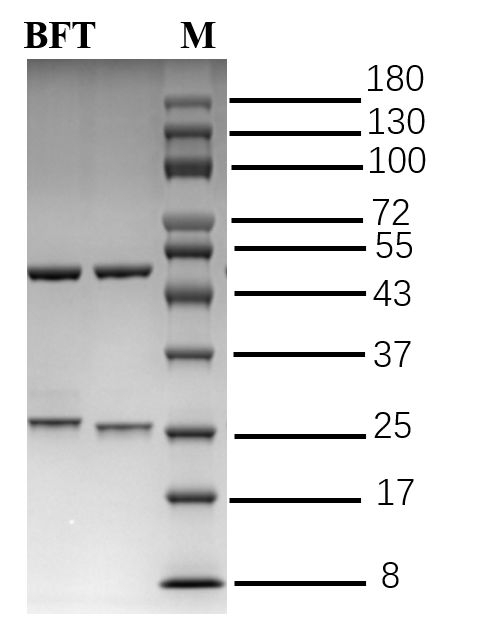 Bifenthrin Antibody in SDS-PAGE (SDS-PAGE)
