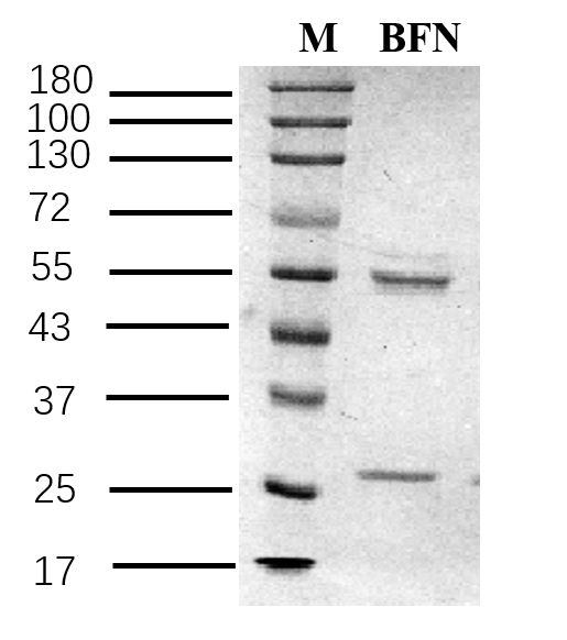 Bifenox Antibody in SDS-PAGE (SDS-PAGE)