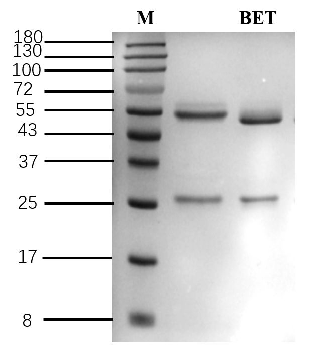 Betamethasone Antibody in SDS-PAGE (SDS-PAGE)