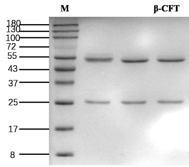Beta-cyfluthrin Antibody in SDS-PAGE (SDS-PAGE)