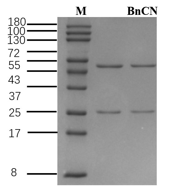 Benzoth cyanide Antibody in SDS-PAGE (SDS-PAGE)