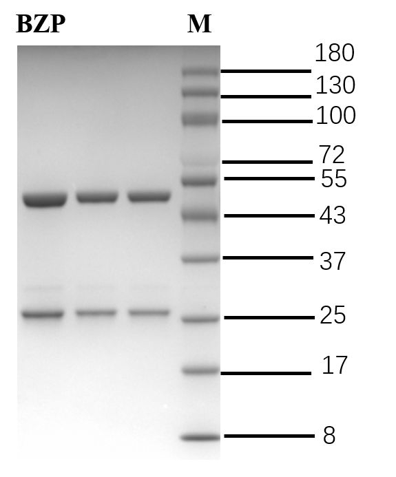 Benzophenone Antibody in SDS-PAGE (SDS-PAGE)
