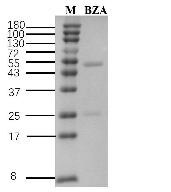Benzoic acid Antibody in SDS-PAGE (SDS-PAGE)