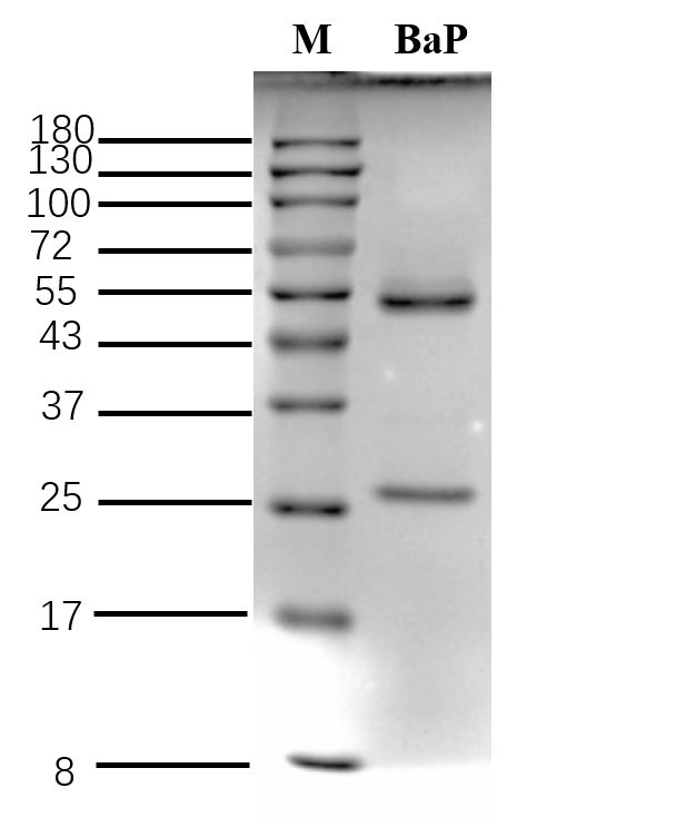 Benzoapyrene Antibody in SDS-PAGE (SDS-PAGE)