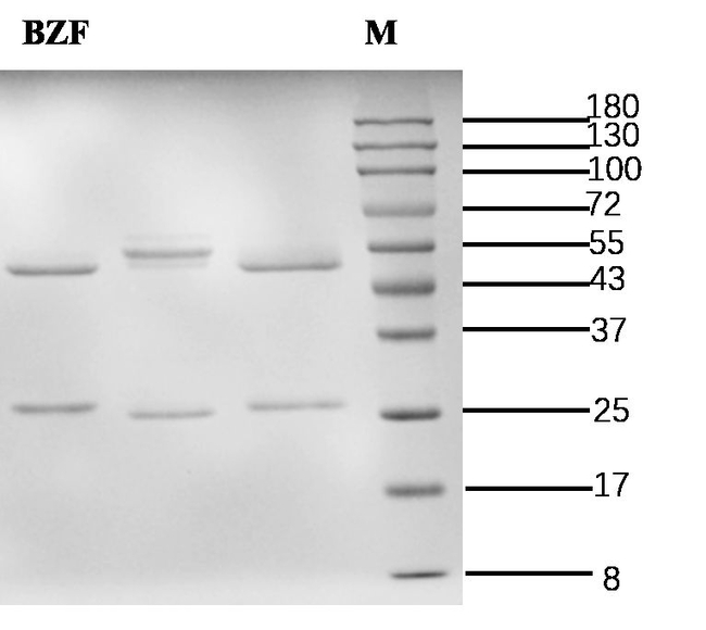 Benzafibrate Antibody in SDS-PAGE (SDS-PAGE)
