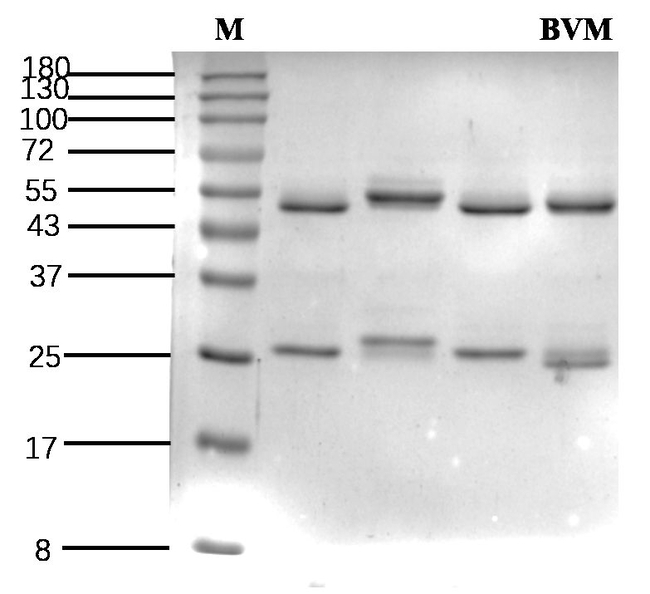 Benvitimod Antibody in SDS-PAGE (SDS-PAGE)