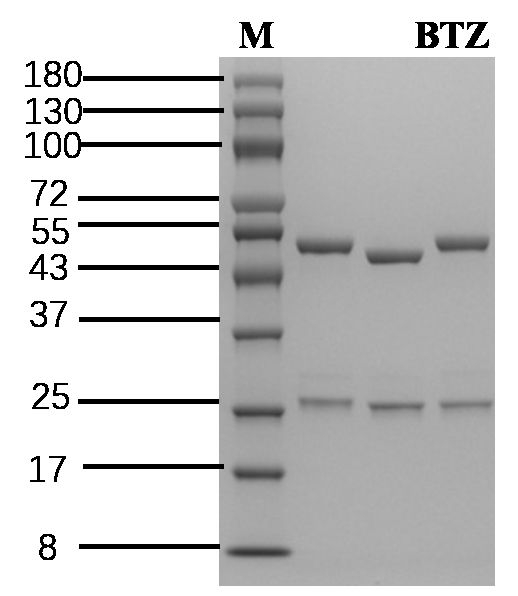 Bentazon Antibody in SDS-PAGE (SDS-PAGE)