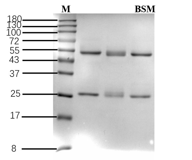 Bensulfuron-methyl Antibody in SDS-PAGE (SDS-PAGE)