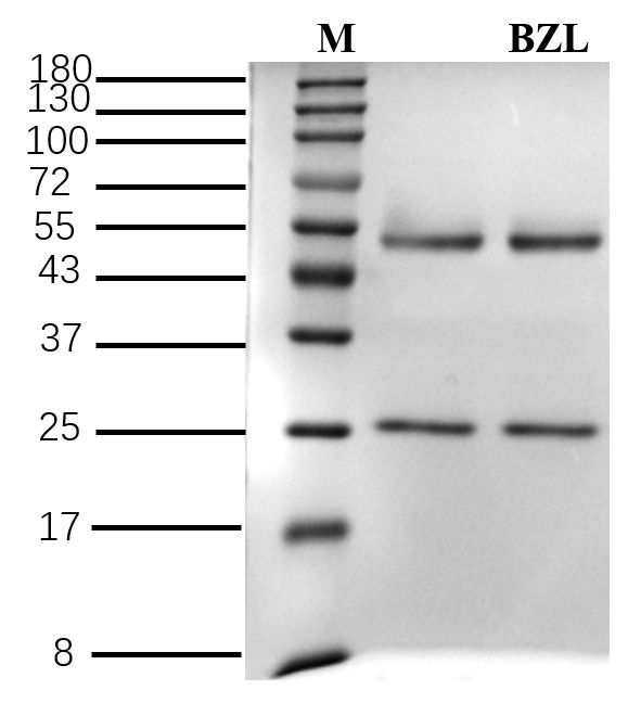 Benazolin Antibody in SDS-PAGE (SDS-PAGE)