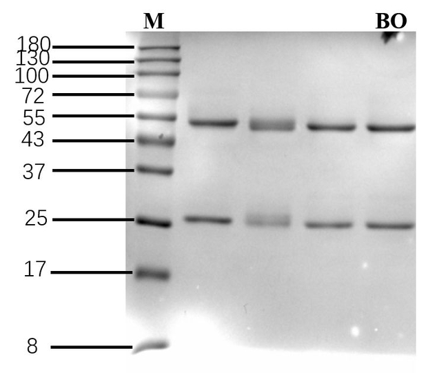 Basic Orange Antibody in SDS-PAGE (SDS-PAGE)
