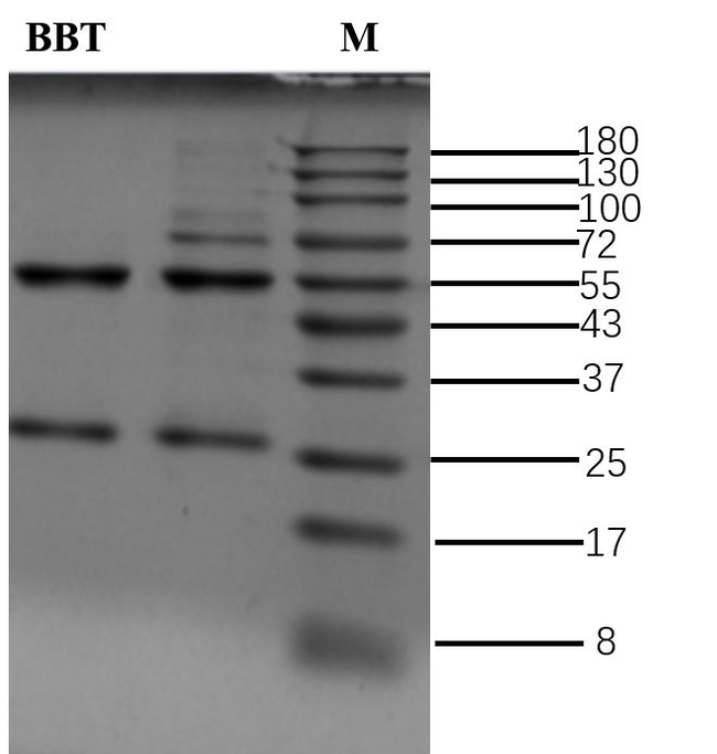 Barbital Antibody in SDS-PAGE (SDS-PAGE)