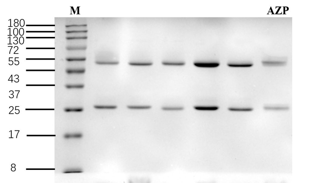 Azaperone Antibody in SDS-PAGE (SDS-PAGE)