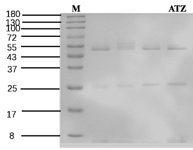 Atrazine Antibody in SDS-PAGE (SDS-PAGE)