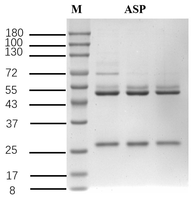 Aspirin Antibody in SDS-PAGE (SDS-PAGE)