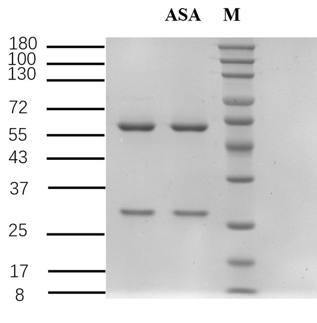 Arsanilic acid Antibody in SDS-PAGE (SDS-PAGE)