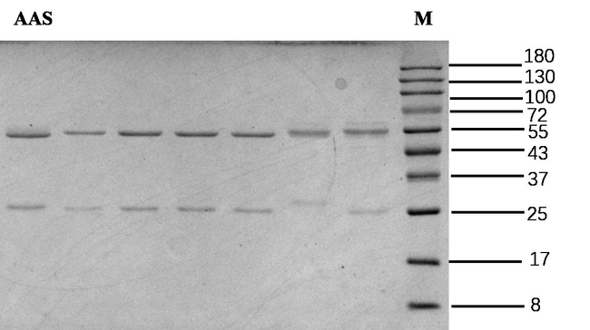 Aristolochic acids Antibody in SDS-PAGE (SDS-PAGE)