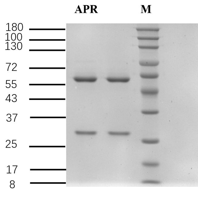 Antipyrine Antibody in SDS-PAGE (SDS-PAGE)