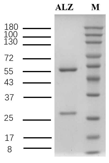 Anilazine Antibody in SDS-PAGE (SDS-PAGE)