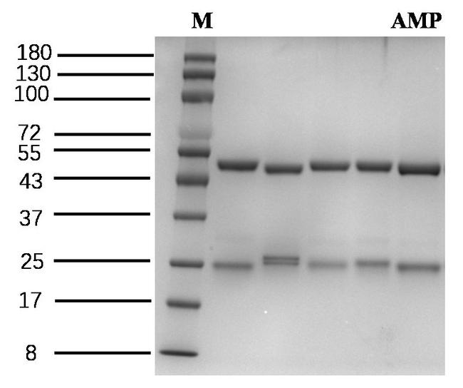 Ampicillin Antibody in SDS-PAGE (SDS-PAGE)
